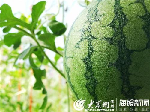 云木吃瓜视频入口,带你畅游娱乐新天地