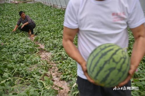 云木吃瓜视频入口,带你畅游娱乐新天地