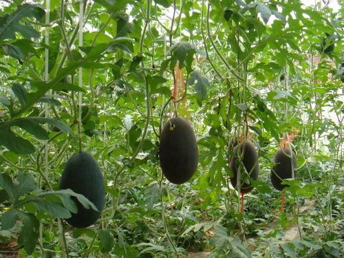 云木吃瓜视频入口,带你畅游娱乐新天地