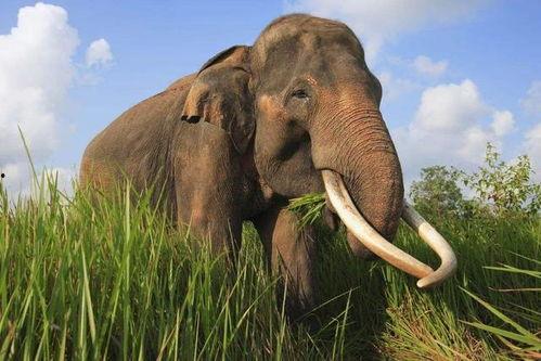 带你吃瓜云南大象视频下载,带你领略热带雨林的温柔巨兽