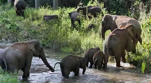 带你吃瓜云南大象视频下载,带你领略热带雨林的温柔巨兽