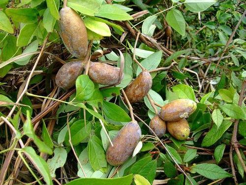 上山吃八月瓜视频,八月瓜的采摘之旅