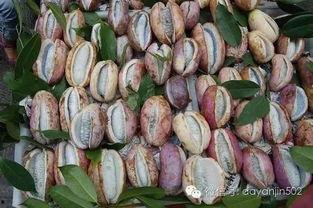 上山吃八月瓜视频,八月瓜的采摘之旅