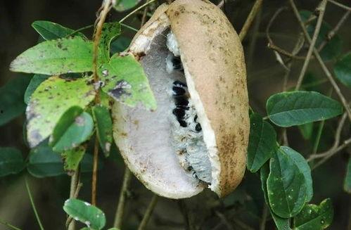 上山吃八月瓜视频,八月瓜的采摘之旅