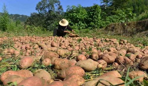 恩施来凤吃瓜事件视频,一场引发热议的网络风波