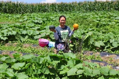 恩施来凤吃瓜事件视频,一场引发热议的网络风波