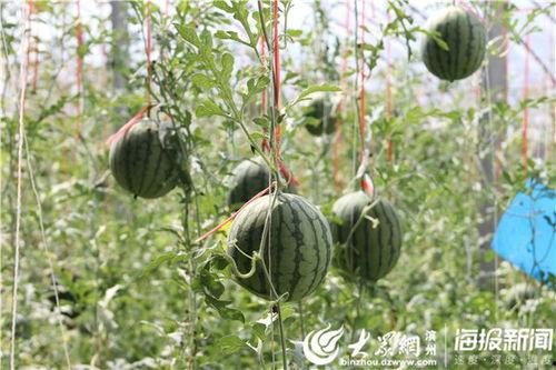 河南新县吃瓜事件视频最新,一场引发热议的街头冲突瞬间