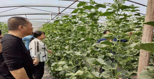 河南新县吃瓜事件视频最新,一场引发热议的街头冲突瞬间