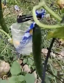 邹城吃瓜事件真相视频,揭秘真相背后的惊人内幕