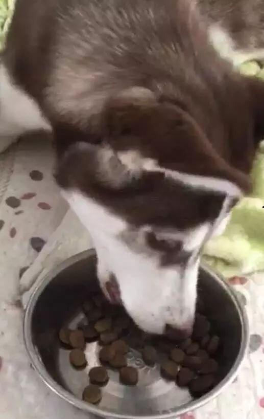 吃瓜结果被塞狗粮视频,甜蜜瞬间！吃瓜群众见证明星情侣甜蜜喂食