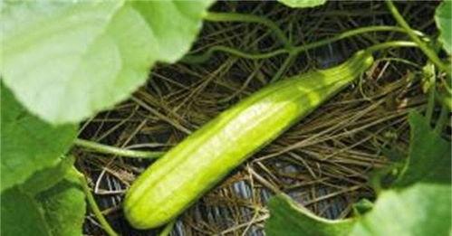 吃白瓜的小妙招视频大全,视频大全揭秘美味小妙招