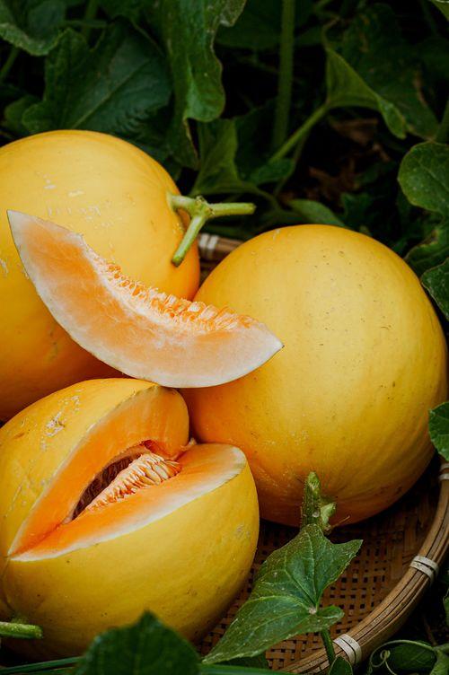 美国人吃蜜瓜视频大全集,视频大全集带你领略甜蜜诱惑