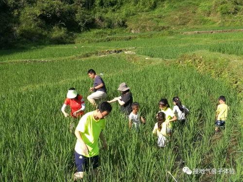 稻田吃瓜小女孩儿视频播放,小女孩儿吃瓜视频走红网络
