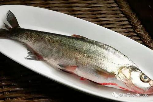 吃长腿八瓜鱼视频在线观看,一场奇妙的视觉盛宴