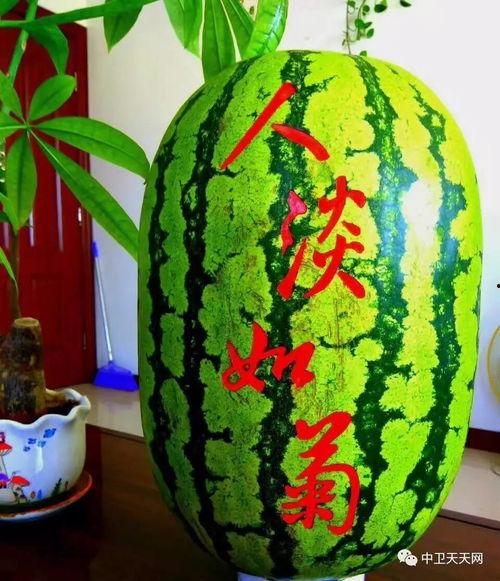 硒砂瓜怎么吃最好吃视频