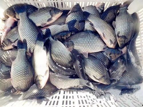 六大瓜吃鲫鱼视频大全集,美味鱼宴，一网打尽