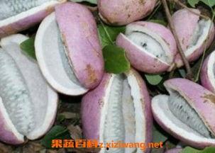 皇后吃八月瓜好吗视频,揭秘宫廷佳果的养生魅力