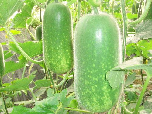 见过仙女了吃瓜视频大全,揭秘“见过仙女”吃瓜视频背后的神秘故事