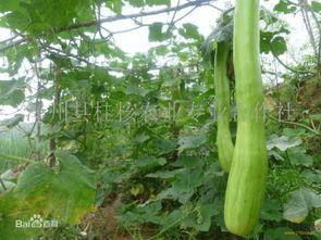 种的砍瓜怎么切块吃视频,视频教你轻松享受美味